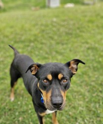 Adopt a dog:Roxy/Rottweiler / American Staffordshire Terrier/Female/4 Years 7 Months,Hello there, my name is Roxy! I'm a sweet, gentle lady looking for my new home! I came to the shelter a little thin and unsure but have quickly gained the love and affection of the staff, along with lots of their yummy treats that have helped me fill out into my beautiful self! I'd suit a quieter home where I can be included as part of the family, coming both inside and outdoors, as well as joining you for daily walks, or simply snuggling up on a nice soft bed by your feet in the evening. Any children in the home should be calm and confident around dogs, as well as understand when I may need some space. I know sometimes you have to go out, if you leave me with some fun toys, yum treats, fresh water bowl and a sheltered, snuggly bed, I should be safe and happy until you get home. I would benefit from daily enrichment and interactive feeders to help keep my mind and body active. I have met a few dogs at the shelter but can be a little unsure with some of them, I may get along with a calmer natured doggo, so if you have another dog at home, please bring them in to meet me to make sure we will be friends. Dog parks or off-leash areas are not ideal for me as there may be rude dogs who would rush up to me, and what I really need is a little bit of space to figure them out and build my confidence, before becoming friends If I sound like the lovely lady for you, please come in to meet me. -Level 2 ART Adoption -Quieter home -Must meet any dogs (No dog parks) -Dog confident children -Ongoing Positive Reinforcement Training