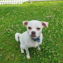Minnie/Pug / Jack Russell Terrier (Smooth)/Female/1 Year,Hello there, my name is Minnie, and I'm a charming 1 year old female Pug mix with lots of love to share. I've got a zest for life that is just waiting to be explored with you. I'm in my puppy era, so I'm eager to learn about life and everything it has to offer. I'm pretty social but I don't really understand other dogs, so I will need ongoing training to help with my interactions with others. My play mate needs to be calm and neutral with other dogs. I don't have any history with other animals, so I might be curious, but I promise to be on my best behavior. I'm looking for a home where I can get plenty of time to play, explore, and learn. If you work average hours, that's perfect for me! I can entertain myself, but I also love company. I'm best suited for a home with adults or families with children over 12 years old as I am bouncy and am yet to understand that jumping and nipping (mainly to get what I want, when I want it!!) isn't overly fun for humans. My vets have plans to do further surgeries and this will be completed at RSPCA Veterinary Hospital in Yagoona. I would love the chance to settle into my new home first and allow for a smoother recovery. It is recommended that you are located in the Sydney/Illawarra/Central Coast as you will need to travel to Yagoona for further vet appointments. I'm a bundle of joy and energy, and I can't wait to meet you and become a part of your life! Best with Children Aged: 