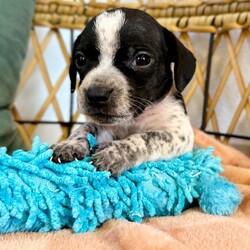 Adopt a dog:Mochi Betty/Pit Bull Terrier/Male/Baby,Meet Mochi! He is currently 4 weeks old, and we think he may be a Pit Bull Terrier mixed with Frenchie or pug, but with rescue it’s always a guess! His mom is only about 35 lbs. The babies are so small so may end up medium sized - too cute!
So, this puppy needs you! If you choose a puppy from this rescue, it saves their life AND it also allows us to save the life of another in its place.

Mochi is playful, sweet, curious, and cuddly. He loves to play with his siblings and take lots of naps. Eat, sleep, play, repeat - such is puppy life!

Mochi is still young so he will need a family that can commit to training, socialization and all the dedication puppyhood requires. His new family will need to continue with potty and crate training and daily exercise. We require a commitment from adoptive families to crate train their new puppy. When old enough, they will be perfect to go on walks and hikes or show off around your neighborhood.

You will be guaranteed to get lots of kisses in return from your new best friend