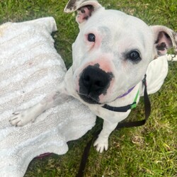 Adopt a dog:Jess/Staffordshire Bull Terrier/Female/6 Years 2 Months,Hello there, I'm Jess! I'm a pretty 6-year-old Staffordshire Bull Terrier lady with a whole lot of love to give. I'm searching for a forever home where I can be the only pet, the queen of the castle, if you will! I've got a moderate energy level, so I promise not to run you ragged, but I do love a good romp in a secure backyard. I'm looking for a calm household where my human is home most of the time. I adore companionship, and I believe the best moments are spent together. My perfect match would be an experienced owner who can help me navigate the world. I'm a quick learner, so I know we can build a brilliant bond. I'm not suitable for homes with other pets, including cats, pocket pets, or birds, and I'd do best in a home with folks aged 12 and up. I promise to be your loyal friend, offering endless tail wags and wet-nosed kisses. I can be a little sensitive with loud noises such as fireworks or storms, so when these events happen it's important that I'm inside somewhere I consider a 