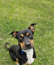 Adopt a dog:Roxy/Rottweiler / American Staffordshire Terrier/Female/4 Years 7 Months,Hello there, my name is Roxy! I'm a sweet, gentle lady looking for my new home! I came to the shelter a little thin and unsure but have quickly gained the love and affection of the staff, along with lots of their yummy treats that have helped me fill out into my beautiful self! I'd suit a quieter home where I can be included as part of the family, coming both inside and outdoors, as well as joining you for daily walks, or simply snuggling up on a nice soft bed by your feet in the evening. Any children in the home should be calm and confident around dogs, as well as understand when I may need some space. I know sometimes you have to go out, if you leave me with some fun toys, yum treats, fresh water bowl and a sheltered, snuggly bed, I should be safe and happy until you get home. I would benefit from daily enrichment and interactive feeders to help keep my mind and body active. I have met a few dogs at the shelter but can be a little unsure with some of them, I may get along with a calmer natured doggo, so if you have another dog at home, please bring them in to meet me to make sure we will be friends. Dog parks or off-leash areas are not ideal for me as there may be rude dogs who would rush up to me, and what I really need is a little bit of space to figure them out and build my confidence, before becoming friends If I sound like the lovely lady for you, please come in to meet me. -Level 2 ART Adoption -Quieter home -Must meet any dogs (No dog parks) -Dog confident children -Ongoing Positive Reinforcement Training