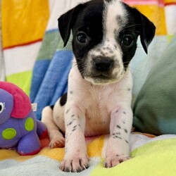 Adopt a dog:Charlie Betty/Pit Bull Terrier/Male/Baby,Meet Charlie! He is currently 4 weeks old, and we think he may be a Pit Bull Terrier mix but with rescue its always a guess! This puppy is from a part of the US where puppies are regularly euthanized. So, this puppy needs you! If you choose a puppy from this rescue, it saves their life AND it also allows us to save the life of another in its place.

Charlie is playful, sweet, curious, and cuddly. He loves to play with his siblings and take lots of naps. Eat, sleep, play, repeat - such is puppy life! 

Charlie is still young so he will need a family that can commit to training, socialization and all the dedication puppyhood requires. His new family will need to continue with potty and crate training and daily exercise. We require a commitment from adoptive families to crate train their new puppy. When old enough, they will be perfect to go on walks and hikes or show off around your neighborhood. 

You will be guaranteed to get lots of kisses in return from your new best friend!

Application link: https://adopt.animalsfirst.com/animal/62cc8e128b02916730334440/671af7caea49c545300c3cec

Please email tim@threelittlepittiesrescue.org with any questions.

Available for adoption in NV, MT, CO,UT, ID, OR, WA, Canada, and now the East Coast! Our PNW dogs are brought to you in style by a beautiful USDA licensed semi-truck, equipped with air conditioning for comfort, two drivers, and 2 onboard attendants providing 24 hour care. Our East Coast route will travel in a private, air conditioned 3LP-run van transport. 

Pick up day is unforgettable! You will get to follow along on their journey through a private FB Event page, where you will see photos, have the opportunity to connect with other adopters, and receive updates and constant communication along the way. One of our Adoption Coordinators can help to find the closest transport pick up location to you!

The adoption fee is $900.00 and includes all vetting as recommended by our doctor: DAPP (2 to 4 depending on age and time in the program), Bordetella, Rabies vaccine (if old enough), multiple broad spectrum deworming treatments, spay/neuter, flea prevention, 2 months of heartworm preventative, extended medical such as dentals, eye surgeries, and orthopedic surgeries prior to adoption when suggested by our partner vets, a microchip with free lifetime registration, a high quality nylon Martingale collar for dogs over 4 months old, a health certificate deeming the pup healthy for travel, cost of transport*, and many priceless years of love and loyal companionship!

*WE ARE TOLD THAT WE GO ABOVE AND BEYOND MEDICALLY. This is the feedback we tend to get, although we cannot guarantee perfect health. 
*To fully vet a dog in the PNW or the NE at many vets it would be upwards of $1,800 just to fix, vaccinate, chip, etc. The adoption fees charged by our rescue do not cover our expenses medically for each animal, but we offset costs with donations. Your adoption fee is considered a donation towards actual costs.

Why adopt from Three Little Pitties?

The stray and animal overpopulation in the Greater Houston area is the highest in the nation. Statistics show that there are over 1 million homeless animals in this region alone. Three Little Pitties Rescue is a nonprofit dog and cat rescue that partners with the community to make a difference. Our mission is to reduce the homeless pet population through community outreach, free spay and neuter services, and saving all breeds of dogs and cats from the streets or animal shelters that oftentimes have no other option but to euthanize animals for space. This dog youve found online is lucky to be in our program, and even luckier to have you notice it!

Three Little Pitties wants to set you and your new pet up for success! We know our dogs and we work hard to prepare them socially for adoption. We are a network of dedicated people who are heavily invested in seeing our animals thrive. From the moment they are accepted into our program, our Intake, Behavior & Medical teams prepare them for adoption by properly vetting, behaviorally assessing, and providing customized plans depending on the dogs needs. We seek to adopt to families who understand that these are rescue dogs and will require continued training efforts, but will be well on their way to being the best dogs that they can be!

It doesnt stop there! Our adopters also receive these special perks:

 30 day trial of pet insurance with Trupanion (must register within 24 hours of first vet appt.)
 A free private online dog training session with GoodPup plus low pricing for future sessions (approx $25 weekly for an 8 week course of one session per week)
 One free bonus toy in every BarkBox when signing up for their Super Chewer subscription plan
 70% off of your first order of Fetch, a PNW based, organic fresh dog food loaf meal subscription plan
 Coupons for a fun visit to Petco 
 Access to our exclusive FB Adopters page, where you can network for play dates, resources, and connect with other adopters that share their passion for their adopted pup!

We celebrated our 6 year anniversary this year! Through the combined efforts of all of our hardworking staff and volunteers, we have placed over 12,000 very lucky dogs and cats into amazing homes! By adopting from us, you save TWO lives! The pet you adopt, and you create an opportunity for another animal to be saved in that spot. Together, we can be heroes.

Follow our rescue journey through the links below!

https://www.threelittlepittiesrescue.org/ https://www.facebook.com/threelittlepittiesrescue https://www.instagram.com/threelittlepittiesrescue

*Due to the rising cost of fuel and transportation expenses, there will be an additional $74 surcharge for transport.

DISCLAIMER- Breed type is determined based on general appearance and behavioral characteristics, and cannot be guaranteed unless DNA test results or AKC registration were provided at intake.