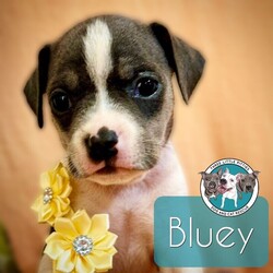 Adopt a dog:Bluey Betty/Pit Bull Terrier/Female/Baby,Meet Bluey! She is currently 4 weeks old, and we think she may be a tiny Pit Bull Terrier mix, but with rescue its always a guess! This puppy is from a part of the US where puppies are regularly euthanized. So, this puppy needs you! If you choose a puppy from this rescue, it saves their life AND it also allows us to save the life of another in its place.

Bluey is playful, sweet, curious, and cuddly. She loves to play with her siblings and take lots of naps. Eat, sleep, play, repeat - such is puppy life! 

Bluey is still young so she will need a family that can commit to training, socialization and all the dedication puppyhood requires. Her new family will need to continue with potty and crate training and daily exercise. We require a commitment from adoptive families to crate train their new puppy. When old enough, they will be perfect to go on walks and hikes or show off around your neighborhood. 

You will be guaranteed to get lots of kisses in return from your new best friend!

Application link: https://adopt.animalsfirst.com/animal/62cc8e128b02916730334440/671af7d319e65101d10ddb21

Please email tim@threelittlepittiesrescue.org with any questions.

Available for adoption in NV, MT, CO,UT, ID, OR, WA, Canada, and now the East Coast! Our PNW dogs are brought to you in style by a beautiful USDA licensed semi-truck, equipped with air conditioning for comfort, two drivers, and 2 onboard attendants providing 24 hour care. Our East Coast route will travel in a private, air conditioned 3LP-run van transport. 

Pick up day is unforgettable! You will get to follow along on their journey through a private FB Event page, where you will see photos, have the opportunity to connect with other adopters, and receive updates and constant communication along the way. One of our Adoption Coordinators can help to find the closest transport pick up location to you!

The adoption fee is $900.00 and includes all vetting as recommended by our doctor: DAPP (2 to 4 depending on age and time in the program), Bordetella, Rabies vaccine (if old enough), multiple broad spectrum deworming treatments, spay/neuter, flea prevention, 2 months of heartworm preventative, extended medical such as dentals, eye surgeries, and orthopedic surgeries prior to adoption when suggested by our partner vets, a microchip with free lifetime registration, a high quality nylon Martingale collar for dogs over 4 months old, a health certificate deeming the pup healthy for travel, cost of transport*, and many priceless years of love and loyal companionship!

*WE ARE TOLD THAT WE GO ABOVE AND BEYOND MEDICALLY. This is the feedback we tend to get, although we cannot guarantee perfect health. 
*To fully vet a dog in the PNW or the NE at many vets it would be upwards of $1,800 just to fix, vaccinate, chip, etc. The adoption fees charged by our rescue do not cover our expenses medically for each animal, but we offset costs with donations. Your adoption fee is considered a donation towards actual costs.

Why adopt from Three Little Pitties?

The stray and animal overpopulation in the Greater Houston area is the highest in the nation. Statistics show that there are over 1 million homeless animals in this region alone. Three Little Pitties Rescue is a nonprofit dog and cat rescue that partners with the community to make a difference. Our mission is to reduce the homeless pet population through community outreach, free spay and neuter services, and saving all breeds of dogs and cats from the streets or animal shelters that oftentimes have no other option but to euthanize animals for space. This dog youve found online is lucky to be in our program, and even luckier to have you notice it!

Three Little Pitties wants to set you and your new pet up for success! We know our dogs and we work hard to prepare them socially for adoption. We are a network of dedicated people who are heavily invested in seeing our animals thrive. From the moment they are accepted into our program, our Intake, Behavior & Medical teams prepare them for adoption by properly vetting, behaviorally assessing, and providing customized plans depending on the dogs needs. We seek to adopt to families who understand that these are rescue dogs and will require continued training efforts, but will be well on their way to being the best dogs that they can be!

It doesnt stop there! Our adopters also receive these special perks:

 30 day trial of pet insurance with Trupanion (must register within 24 hours of first vet appt.)
 A free private online dog training session with GoodPup plus low pricing for future sessions (approx $25 weekly for an 8 week course of one session per week)
 One free bonus toy in every BarkBox when signing up for their Super Chewer subscription plan
 70% off of your first order of Fetch, a PNW based, organic fresh dog food loaf meal subscription plan
 Coupons for a fun visit to Petco 
 Access to our exclusive FB Adopters page, where you can network for play dates, resources, and connect with other adopters that share their passion for their adopted pup!

We celebrated our 6 year anniversary this year! Through the combined efforts of all of our hardworking staff and volunteers, we have placed over 12,000 very lucky dogs and cats into amazing homes! By adopting from us, you save TWO lives! The pet you adopt, and you create an opportunity for another animal to be saved in that spot. Together, we can be heroes.

Follow our rescue journey through the links below!

https://www.threelittlepittiesrescue.org/ https://www.facebook.com/threelittlepittiesrescue https://www.instagram.com/threelittlepittiesrescue

*Due to the rising cost of fuel and transportation expenses, there will be an additional $74 surcharge for transport.

DISCLAIMER- Breed type is determined based on general appearance and behavioral characteristics, and cannot be guaranteed unless DNA test results or AKC registration were provided at intake.