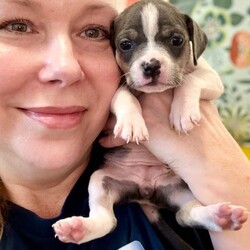 Adopt a dog:Bluey Betty/Pit Bull Terrier/Female/Baby,Meet Bluey! She is currently 4 weeks old, and we think she may be a tiny Pit Bull Terrier mix, but with rescue its always a guess! This puppy is from a part of the US where puppies are regularly euthanized. So, this puppy needs you! If you choose a puppy from this rescue, it saves their life AND it also allows us to save the life of another in its place.

Bluey is playful, sweet, curious, and cuddly. She loves to play with her siblings and take lots of naps. Eat, sleep, play, repeat - such is puppy life! 

Bluey is still young so she will need a family that can commit to training, socialization and all the dedication puppyhood requires. Her new family will need to continue with potty and crate training and daily exercise. We require a commitment from adoptive families to crate train their new puppy. When old enough, they will be perfect to go on walks and hikes or show off around your neighborhood. 

You will be guaranteed to get lots of kisses in return from your new best friend!

Application link: https://adopt.animalsfirst.com/animal/62cc8e128b02916730334440/671af7d319e65101d10ddb21

Please email tim@threelittlepittiesrescue.org with any questions.

Available for adoption in NV, MT, CO,UT, ID, OR, WA, Canada, and now the East Coast! Our PNW dogs are brought to you in style by a beautiful USDA licensed semi-truck, equipped with air conditioning for comfort, two drivers, and 2 onboard attendants providing 24 hour care. Our East Coast route will travel in a private, air conditioned 3LP-run van transport. 

Pick up day is unforgettable! You will get to follow along on their journey through a private FB Event page, where you will see photos, have the opportunity to connect with other adopters, and receive updates and constant communication along the way. One of our Adoption Coordinators can help to find the closest transport pick up location to you!

The adoption fee is $900.00 and includes all vetting as recommended by our doctor: DAPP (2 to 4 depending on age and time in the program), Bordetella, Rabies vaccine (if old enough), multiple broad spectrum deworming treatments, spay/neuter, flea prevention, 2 months of heartworm preventative, extended medical such as dentals, eye surgeries, and orthopedic surgeries prior to adoption when suggested by our partner vets, a microchip with free lifetime registration, a high quality nylon Martingale collar for dogs over 4 months old, a health certificate deeming the pup healthy for travel, cost of transport*, and many priceless years of love and loyal companionship!

*WE ARE TOLD THAT WE GO ABOVE AND BEYOND MEDICALLY. This is the feedback we tend to get, although we cannot guarantee perfect health. 
*To fully vet a dog in the PNW or the NE at many vets it would be upwards of $1,800 just to fix, vaccinate, chip, etc. The adoption fees charged by our rescue do not cover our expenses medically for each animal, but we offset costs with donations. Your adoption fee is considered a donation towards actual costs.

Why adopt from Three Little Pitties?

The stray and animal overpopulation in the Greater Houston area is the highest in the nation. Statistics show that there are over 1 million homeless animals in this region alone. Three Little Pitties Rescue is a nonprofit dog and cat rescue that partners with the community to make a difference. Our mission is to reduce the homeless pet population through community outreach, free spay and neuter services, and saving all breeds of dogs and cats from the streets or animal shelters that oftentimes have no other option but to euthanize animals for space. This dog youve found online is lucky to be in our program, and even luckier to have you notice it!

Three Little Pitties wants to set you and your new pet up for success! We know our dogs and we work hard to prepare them socially for adoption. We are a network of dedicated people who are heavily invested in seeing our animals thrive. From the moment they are accepted into our program, our Intake, Behavior & Medical teams prepare them for adoption by properly vetting, behaviorally assessing, and providing customized plans depending on the dogs needs. We seek to adopt to families who understand that these are rescue dogs and will require continued training efforts, but will be well on their way to being the best dogs that they can be!

It doesnt stop there! Our adopters also receive these special perks:

 30 day trial of pet insurance with Trupanion (must register within 24 hours of first vet appt.)
 A free private online dog training session with GoodPup plus low pricing for future sessions (approx $25 weekly for an 8 week course of one session per week)
 One free bonus toy in every BarkBox when signing up for their Super Chewer subscription plan
 70% off of your first order of Fetch, a PNW based, organic fresh dog food loaf meal subscription plan
 Coupons for a fun visit to Petco 
 Access to our exclusive FB Adopters page, where you can network for play dates, resources, and connect with other adopters that share their passion for their adopted pup!

We celebrated our 6 year anniversary this year! Through the combined efforts of all of our hardworking staff and volunteers, we have placed over 12,000 very lucky dogs and cats into amazing homes! By adopting from us, you save TWO lives! The pet you adopt, and you create an opportunity for another animal to be saved in that spot. Together, we can be heroes.

Follow our rescue journey through the links below!

https://www.threelittlepittiesrescue.org/ https://www.facebook.com/threelittlepittiesrescue https://www.instagram.com/threelittlepittiesrescue

*Due to the rising cost of fuel and transportation expenses, there will be an additional $74 surcharge for transport.

DISCLAIMER- Breed type is determined based on general appearance and behavioral characteristics, and cannot be guaranteed unless DNA test results or AKC registration were provided at intake.