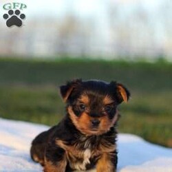 Marshall/Yorkie									Puppy/Male	/8 Weeks,Meet the most darling Yorkshire Terrier, Marshall! This handsome boy is playful yet affectionate and he has a curious personality that keeps every day interesting. Yorkies are well known for their intelligence, trainability & loyalty to their owners, they also tend to shed very little so they make wonderful family pets. We have always loved this breed, their brave and feisty spirit sets them apart from others!