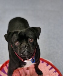 Sam/Pug / Jack Russell Terrier (Smooth)/Male/2 Years 1 Month,Hello there, I'm Sam! I'm a 2-year-old male pug with a heart full of love and a nose full of sniffs. I'm looking for a forever home with a kind human who works average hours. You see, I enjoy a mild lifestyle, perfect for seniors or anyone who likes to relax and take life at a leisurely pace. I'm an eager learner and need daily chances to discover more about life. Whether it's a new trick or a fun game, I'm all for it! I'm also social with my fellow dogs, so if you have another pup, we'll be best friends in no time, but we need to meet at the shelter first to ensure we get along okay. As far as other animals go, I've never had any issues. Now, I do have one request. I'd love a quiet and calm household where I can relax and feel safe. I'm a bit sensitive to noise, you see. But don't worry, I'm as sweet as can be and will fill your home with joy and unconditional love. My vets have plans to do further surgeries and this will be completed at RSPCA Veterinary Hospital in Yagoona. I would love the chance to settle into my new home first and allow for a smoother recovery. It is recommended that you are located in the Sydney/Illawarra/Central Coast as you will need to travel to Yagoona for further vet appointments. So, are you ready to add a little pug love to your life? I'm patiently waiting for you!