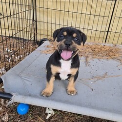 Adopt a dog:me/English Bulldog/Male/Baby,ADOPT ME ONLINE: https://ophrescue.org/dogs/13892

Hi Im Irving (The Vintage Litter)!
I've got the whole packagebrains, heart stopping good looks and dont forget my 'sourmug' face with loads of raw talentand I'm ready to use them. Teach me, praise me and I guarantee I'll make you proud at home, on walks, and meeting new friends. When Im not admiring your every move, Id love to be playing with other dogs. So, what do you say?
Who doesnt like to cuddle up with a friendly but dignified pup like me and watch TV? 
Wanna be besties? Then click that Adopt Me button and fill out my application!

- I need someone who won't leave me home alone for more than 4 hours, at least not until I am older. The older I am, the more I can stay home alone. I just don't want you to get mad at me if I have accidents or chew things I'm not supposed to when you leave me for too long. I'm a puppy, so I get bored quickly and when I'm bored I could get in trouble.
- I am looking for my forever home, not my for right now home. So as I get bigger I need someone to teach me how to be the best dog I can be. I am young and still learning. You may want to teach me some new tricks like sit, stay, etc. Professional training will help me bond with you. That sounds like fun!
- I saved the most important for last. I am hoping my new mom or dad will snuggle with me, play with me and love me forever and ever!
Please note that because this puppy is so young, it has only received 2 of the required 3 puppy distemper vaccines. This is very IMPORTANT because it means that the immune system will not be fully functioning until about 16 weeks of age. Until then, the puppy MUST stay out of public places where it could be exposed to the germs of other dogs. These no puppy zones include all pet stores, dog parks, and for apartment dwellers, areas used by other dogs. These requirements are strictly for the puppys medical safety and longevity.
This puppy is microchipped and up to date on age appropriate vaccines and monthly preventatives.

To adopt fill out the simple online application at https://ophrescue.org 
Operation Paws for Homes, Inc. (OPH) rescues dogs and cats of all breeds and ages from high-kill shelters in NC, VA, MD, and SC, reducing the numbers being euthanized. With limited resources, the shelters are forced to put down 50-90% of the animals that come in the front door. OPH provides pet adoption services to families located in VA, DC, MD, PA and neighboring states. OPH is a 501(c)(3) organization and is 100% donor funded. OPH does not operate a shelter or have a physical location. We rely on foster families who open their homes to give love and attention to each pet before finding a forever home.All adult dogs, cats, and kittens are altered prior to adoption. Puppies too young to be altered at the time of adoption must be brought to our partner vet in Ashland, VA for spay or neuter paid for by Operation Paws for Homes by 6 months of age. Adopters may choose to have the procedure done at their own vet before 6 months of age and be reimbursed the amount that the rescue would pay our partner vet in Ashland.