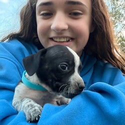 Adopt a dog:Mochi Betty/Pit Bull Terrier/Male/Baby,Meet Mochi! He is currently 4 weeks old, and we think he may be a Pit Bull Terrier mixed with Frenchie or pug, but with rescue it’s always a guess! His mom is only about 35 lbs. The babies are so small so may end up medium sized - too cute!
So, this puppy needs you! If you choose a puppy from this rescue, it saves their life AND it also allows us to save the life of another in its place.

Mochi is playful, sweet, curious, and cuddly. He loves to play with his siblings and take lots of naps. Eat, sleep, play, repeat - such is puppy life!

Mochi is still young so he will need a family that can commit to training, socialization and all the dedication puppyhood requires. His new family will need to continue with potty and crate training and daily exercise. We require a commitment from adoptive families to crate train their new puppy. When old enough, they will be perfect to go on walks and hikes or show off around your neighborhood.

You will be guaranteed to get lots of kisses in return from your new best friend