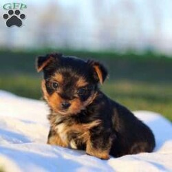 Marshall/Yorkie									Puppy/Male	/8 Weeks,Meet the most darling Yorkshire Terrier, Marshall! This handsome boy is playful yet affectionate and he has a curious personality that keeps every day interesting. Yorkies are well known for their intelligence, trainability & loyalty to their owners, they also tend to shed very little so they make wonderful family pets. We have always loved this breed, their brave and feisty spirit sets them apart from others!