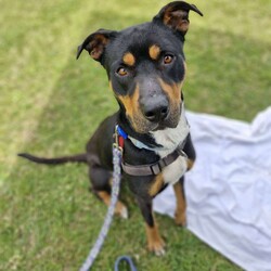 Adopt a dog:Roxy/Rottweiler / American Staffordshire Terrier/Female/4 Years 7 Months,Hello there, my name is Roxy! I'm a sweet, gentle lady looking for my new home! I came to the shelter a little thin and unsure but have quickly gained the love and affection of the staff, along with lots of their yummy treats that have helped me fill out into my beautiful self! I'd suit a quieter home where I can be included as part of the family, coming both inside and outdoors, as well as joining you for daily walks, or simply snuggling up on a nice soft bed by your feet in the evening. Any children in the home should be calm and confident around dogs, as well as understand when I may need some space. I know sometimes you have to go out, if you leave me with some fun toys, yum treats, fresh water bowl and a sheltered, snuggly bed, I should be safe and happy until you get home. I would benefit from daily enrichment and interactive feeders to help keep my mind and body active. I have met a few dogs at the shelter but can be a little unsure with some of them, I may get along with a calmer natured doggo, so if you have another dog at home, please bring them in to meet me to make sure we will be friends. Dog parks or off-leash areas are not ideal for me as there may be rude dogs who would rush up to me, and what I really need is a little bit of space to figure them out and build my confidence, before becoming friends If I sound like the lovely lady for you, please come in to meet me. -Level 2 ART Adoption -Quieter home -Must meet any dogs (No dog parks) -Dog confident children -Ongoing Positive Reinforcement Training