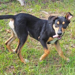 Momo/Australian Kelpie / Border Collie/Male/6 Months,Hello there, I'm Momo, a sprightly Australian Kelpie puppy, full of zest and love to give! I'm looking for a new home, preferably with someone who's around most of the time, to keep me company and engage me in play. As a high-energy pup, I require lots of physical and mental stimulation, so a secure outdoor space would be perfect for me to run around and explore. Although I'm young, my breed is known for our intelligence and quick learning, which means I need an experienced owner who can guide me through my training journey. I'm eager to learn and please, so with a little patience and understanding, we'll become the perfect team in no time! I'm also very sociable with other dogs and new people and love to make new friends. If you have experience with high-energy breeds like mine, then we could be a perfect match! Remember, a home with me is full of tail wags, puppy kisses, and endless adventure. So, if you're ready for the commitment and have a heart full of love to share, let's meet! 