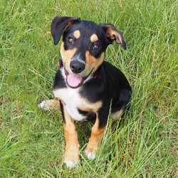 Momo/Australian Kelpie / Border Collie/Male/6 Months,Hello there, I'm Momo, a sprightly Australian Kelpie puppy, full of zest and love to give! I'm looking for a new home, preferably with someone who's around most of the time, to keep me company and engage me in play. As a high-energy pup, I require lots of physical and mental stimulation, so a secure outdoor space would be perfect for me to run around and explore. Although I'm young, my breed is known for our intelligence and quick learning, which means I need an experienced owner who can guide me through my training journey. I'm eager to learn and please, so with a little patience and understanding, we'll become the perfect team in no time! I'm also very sociable with other dogs and new people and love to make new friends. If you have experience with high-energy breeds like mine, then we could be a perfect match! Remember, a home with me is full of tail wags, puppy kisses, and endless adventure. So, if you're ready for the commitment and have a heart full of love to share, let's meet! 