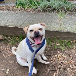 Buttercup/Pug / Jack Russell Terrier (Smooth)/Female/3 Years 2 Months,Hello, my name is Buttercup, and I'm a darling 3-year-old female Pug mix full of love and personality. My breed is known for being fun-loving and sweet, but we also have a touch of stubbornness, so I need an owner with a bit of doggie wisdom under their belt. I'm ideal for someone who works regular hours and has a moderate lifestyle. I love a good play session, but I also enjoy my nap time. I can be a bit picky with my doggie friends, so it's best if our hangouts are on a leash. I've never had any issues with other animals in the home, but it's always good to introduce new friends slowly. I need a family that understands my breed and can provide me with the right amount of exercise, training, and love. Age-wise, I'm best suited to a household with people aged 12 and up.  My vets have plans to do further surgeries and this will be completed at RSPCA Veterinary Hospital in Yagoona. I would love the chance to settle into my new home first and allow for a smoother recovery. It is recommended that you are located in the Sydney/Illawarra/Central Coast as you will need to travel to Yagoona for further vet appointments. I promise, with the right guidance, I can be the most amazing addition to your family. I hope to meet you soon!