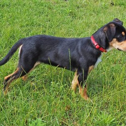 Momo/Australian Kelpie / Border Collie/Male/6 Months,Hello there, I'm Momo, a sprightly Australian Kelpie puppy, full of zest and love to give! I'm looking for a new home, preferably with someone who's around most of the time, to keep me company and engage me in play. As a high-energy pup, I require lots of physical and mental stimulation, so a secure outdoor space would be perfect for me to run around and explore. Although I'm young, my breed is known for our intelligence and quick learning, which means I need an experienced owner who can guide me through my training journey. I'm eager to learn and please, so with a little patience and understanding, we'll become the perfect team in no time! I'm also very sociable with other dogs and new people and love to make new friends. If you have experience with high-energy breeds like mine, then we could be a perfect match! Remember, a home with me is full of tail wags, puppy kisses, and endless adventure. So, if you're ready for the commitment and have a heart full of love to share, let's meet! 