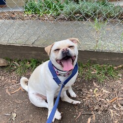 Buttercup/Pug / Jack Russell Terrier (Smooth)/Female/3 Years 2 Months,Hello, my name is Buttercup, and I'm a darling 3-year-old female Pug mix full of love and personality. My breed is known for being fun-loving and sweet, but we also have a touch of stubbornness, so I need an owner with a bit of doggie wisdom under their belt. I'm ideal for someone who works regular hours and has a moderate lifestyle. I love a good play session, but I also enjoy my nap time. I can be a bit picky with my doggie friends, so it's best if our hangouts are on a leash. I've never had any issues with other animals in the home, but it's always good to introduce new friends slowly. I need a family that understands my breed and can provide me with the right amount of exercise, training, and love. Age-wise, I'm best suited to a household with people aged 12 and up.  My vets have plans to do further surgeries and this will be completed at RSPCA Veterinary Hospital in Yagoona. I would love the chance to settle into my new home first and allow for a smoother recovery. It is recommended that you are located in the Sydney/Illawarra/Central Coast as you will need to travel to Yagoona for further vet appointments. I promise, with the right guidance, I can be the most amazing addition to your family. I hope to meet you soon!