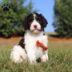 Zeke/Springerdoodle									Puppy/Male	/7 Weeks,Meet Zeke, the adorable F1B Springerdoodle! This charming little guy is the perfect mix of Springer Spaniel and Poodle, with soft, wavy curls that bounce with every step. His twinkling eyes shine with curiosity, and his little tail wags non-stop, spreading joy wherever he goes. Zeke’s sweet puppy eyes and love for cuddles make him an instant heartthrob. He’s full of energy, loves playtime, and is eager to learn new tricks to impress his favorite humans. Every day with him promises new adventures, filled with puppy love and endless tail wags!