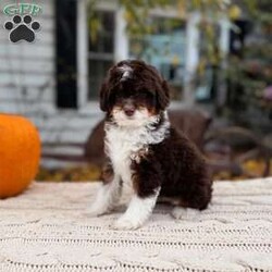 Cady- Toy/Mini Bernedoodle									Puppy/Female	/9 Weeks,Cady is a Chocolate Tri Toy Bernedoodle! She is expected to weigh around 5-12lbs full grown! PET HOME ONLY