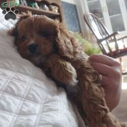 Otis/Cavapoo									Puppy/Male	/8 Weeks,This little guy is absolutely beautiful. He is red and then has the perfect amount of white -all four of his paws have white on it and he has some white on his forehead and some on his chest! very outgoing .would do very well with young kids very gentle !so much fun I love to play with him and cuddle him!He would give kisses all day long! Come see him and us out in the country today!Its beautiful right now