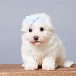 Snowball/Bichon Frise									Puppy/Male	/6 Weeks,Are you looking for a soft, cuddly friend for yourself or a loved one? Meet little Snowball! He will bring you lots of love and cheer with his puppy kisses and sweet personality! Snowball is active, socialized, and loves both adults and children. He was born on October 1st to Bichon Frise parents, Mindy and Rambo. Snowball was the only boy among five sisters! Mom weighs 14 lbs, and Dad weighs 10 lbs, so we expect Snowball to be between 10 and 14 lbs full-grown. He is up to date on vaccines and dewormers and will be ready for his forever home on November 26 or anytime after. He comes with a 30-day health guarantee, plus food, a blanky, a toy, a treat, and his paperwork from the vet!