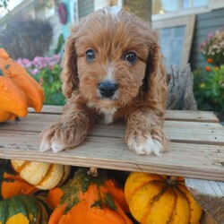 Otis/Cavapoo									Puppy/Male	/8 Weeks,This little guy is absolutely beautiful. He is red and then has the perfect amount of white -all four of his paws have white on it and he has some white on his forehead and some on his chest! very outgoing .would do very well with young kids very gentle !so much fun I love to play with him and cuddle him!He would give kisses all day long! Come see him and us out in the country today!Its beautiful right now