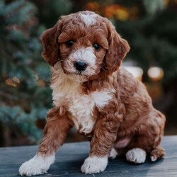 Tripp/Mini Goldendoodle									Puppy/Male																/9 Weeks,Tripp is a beautiful red mini golden doodle that is looking for a new family! He is vet checked and up to date on all vaccinations and deworming. He has 24/7 indoor/outdoor access, and is used to going potty outdoors. Call us today for adoption details!