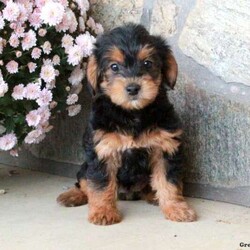 Odette/Yorkie Poo									Puppy/Female	/September 11th, 2024,Meet Odette, a playful Yorkie-Poo puppy that is socialized and being family raised with children. This cute pup is vet checked and up to date on shots & wormer plus the breeder provides a 30 day health guarantee for Odette. And, she is raised in the breeders home. To learn more about this sweet girl, call the breeder today!