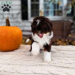 Cady- Toy/Mini Bernedoodle									Puppy/Female	/9 Weeks,Cady is a Chocolate Tri Toy Bernedoodle! She is expected to weigh around 5-12lbs full grown! PET HOME ONLY