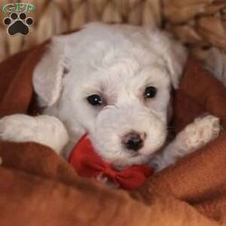 Bobby/Bichon Frise									Puppy/Male	/5 Weeks, is a happy, cuddly Bichon Frise puppy with a heart of gold. With her fluffy white coat and sparkling eyes, she’s a bundle of joy waiting to fill your days with love and laughter.