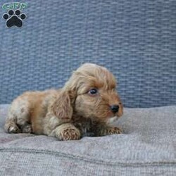 Coy/Mini Goldendoodle									Puppy/Male	/6 Weeks,Here comes the puppy of your dreams! Soft, fluffy, and kissable! This little cutie comes up to date on shots and dewormer and vet checked. The breeder made sure that the puppies are all well socialized with children and family raised. If you are interested in learning more about our puppies contact us today!