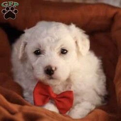 Bobby/Bichon Frise									Puppy/Male	/5 Weeks, is a happy, cuddly Bichon Frise puppy with a heart of gold. With her fluffy white coat and sparkling eyes, she’s a bundle of joy waiting to fill your days with love and laughter.