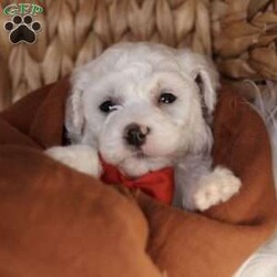 Bobby/Bichon Frise									Puppy/Male	/5 Weeks, is a happy, cuddly Bichon Frise puppy with a heart of gold. With her fluffy white coat and sparkling eyes, she’s a bundle of joy waiting to fill your days with love and laughter.