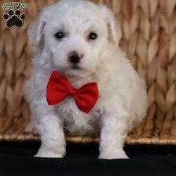 Bobby/Bichon Frise									Puppy/Male	/5 Weeks, is a happy, cuddly Bichon Frise puppy with a heart of gold. With her fluffy white coat and sparkling eyes, she’s a bundle of joy waiting to fill your days with love and laughter.