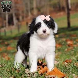 Anita/Sheepadoodle									Puppy/Female	/7 Weeks,Meet Anita, a stunning Sheepadoodle puppy brimming with playful energy! She loves attention and will happily follow you wherever you go, making her the perfect companion. Whether it’s a lively game of chase or a cozy cuddle session, her sweet disposition and endless enthusiasm makes her a joy to have around. Our priority is to give her the best kind of care so she can be the confident, healthy puppy you have always dreamed of having!