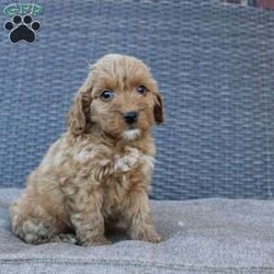 Coy/Mini Goldendoodle									Puppy/Male	/6 Weeks,Here comes the puppy of your dreams! Soft, fluffy, and kissable! This little cutie comes up to date on shots and dewormer and vet checked. The breeder made sure that the puppies are all well socialized with children and family raised. If you are interested in learning more about our puppies contact us today!