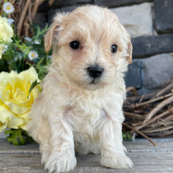 Adopt a dog:Sally/Maltipoo/Female/5 weeks,Hi! My name is Sally. I am a very gorgeous and unique puppy. I am now taking applications for my new family. I want to live with them forever, so I must make sure that I choose the right one! I am told that I am very smart, sweet, and playful. I love to watch what you do very attentively. Spending time with you will make me the happiest puppy ever! Sometimes I feel the need to give you puppy kisses! I prefer to kiss your nose, as there is something so funny about human noses; they make me giggle. I also really enjoy chasing my tail. I don't know what that thing does back there, but it intrigues me. I have yet to catch it, but I'll keep trying. I am looking for a family that will love and spoil me, as long as you let me spoil you with my love too. I think you could be the one for me!