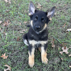 Adopt a dog:Atlas/German Shepherd Dog/Male/9 weeks,Atlas is ready to go to the ends of the world for you! He is loving and full of personality. Atlas is up to date on his age appropriate puppy vaccinations and vet checks to ensure that he is happy and healthy before venturing out into the world to make that journey home to his FUR-ever family. Could that special family be you? He can’t wait to meet you and be apart of your family!