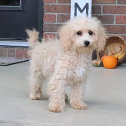 Adopt a dog:Rose/Bichonpoo/Female/17 weeks,It’s the smiles, the laughs, the warm hugs, and the sweet kisses, or the joy of just being together, these are the things that really matter to me. I really want to be a part of those things in your life. My name is Rose and I am ready for my forever family. I am a sweet puppy who loves playtime and is always up for a good cuddle. If you think I am the puppy for you, please make the call that brings me home! I can't wait to meet you!