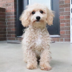 Rose/Bichonpoo/Female/17 weeks