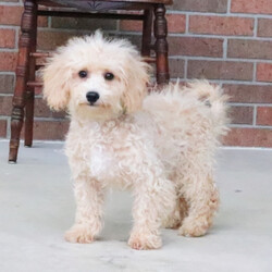 Adopt a dog:Rose/Bichonpoo/Female/17 weeks,It’s the smiles, the laughs, the warm hugs, and the sweet kisses, or the joy of just being together, these are the things that really matter to me. I really want to be a part of those things in your life. My name is Rose and I am ready for my forever family. I am a sweet puppy who loves playtime and is always up for a good cuddle. If you think I am the puppy for you, please make the call that brings me home! I can't wait to meet you!