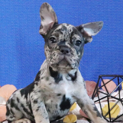 Adopt a dog:Bean/French Bulldog/Male/12 weeks,Well, hello there! It is a pleasure to meet you. I am looking for the perfect family for me. I love being the center of attention and making my friends and family laugh. I am the all-around perfect pup! I look forward to my walks and nap times. Just put on a good movie and I will be there curled up right next to you before you know it. I promise to come home up to date on my puppy vaccinations and pre-spoiled. I am a very happy, healthy puppy and I am sure I will make that perfect addition to your loving family. Make me the newest member and I will be sure to have puppy kisses waiting just for you.