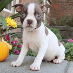 Adopt a dog:Drake/Boston Terrier/Male/11 weeks,I have a lot of adventures planned for you and me. Are you the lucky one for me? I sure hope so! My name is Drake and I’m a cutie. I love to share, and I’m good at it, too. If you like, you can cuddle with me in my doggy bed on those cold nights. I’ll make plenty of room for you. You can take me for long walks, as I’m always on my best behavior. I’ll be the center of attention with my shiny coat and brilliant personality. When I arrive to my new home, I will be up to date on my puppy vaccinations and vet checked from head to tail. Don’t miss out on me!