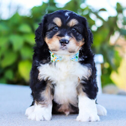 Adopt a dog:Jordan/Bernedoodle/Male/7 weeks,Hi, I'm Jordan! It's very nice to meet you. I am a very outgoing puppy looking for a family where I would fit in! If you think you could be that family, hurry up and pick me up. I will be up to date on my vaccinations before coming home to you, so we can play as soon as I get there. I'm very excited about meeting my new family, so please don't make me wait too long!