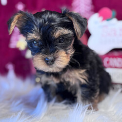 Adopt a dog:Porkchop/Yorkshire Terrier/Male/7 weeks,Hello there! It's very nice to meet you. I am a very outgoing puppy that is looking for a family where I would fit in! If you think you could be that family, then hurry up and pick me. I will be up to date on my vaccinations before coming home to you, so we can play as soon as I get there. I'm very excited about meeting my new family, so please don't make me wait too long!