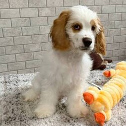 Adopt a dog:Soren/Cocker Spaniel/Male/23 weeks,If you are looking for the perfect puppy, then you can just stop looking because I am the one for you. I'm lovable, fun, and healthy too! I have been vet checked from head to tail and I'm up to date on my puppy vaccinations, so I will be ready for all types of adventures with you! If you want a puppy who will be by your side for years to come, pick up the phone and call about me now!