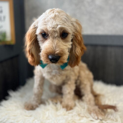 Adopt a dog:Duke/Cavapoo/Male/21 weeks,Duke is the name and making you laugh is my game. I'm a silly pup who loves to play around. I'm quite the little cut up. I just know that with me by your side you will never be bored. I will be your best friend for life. We will play, cuddle, and kiss as often as possible and I promise to always keep you entertained and happy. We are a match made in heaven, so make the call that brings me home!