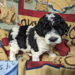 Adopt a dog:Parson/Bernedoodle/Male/6 weeks,I am ready to be your little rascal! You will love my spunky attitude, I promise! When you love on me, I will enjoy every minute of our snuggles. When you want to play with me, just say the word! I'm always up for fun! I am so good with children and other dogs. You can rest assured I will be your loyal best friend! Choose me today, and you'll be so happy you did!