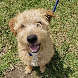 Adopt a dog:Camilla/Golden Retriever / Poodle (Standard)/Female/10 Months,Hi there, my name is Camilla! I'm a sweet, 10-month-old Golden Retriever mix girl with a heart full of love to give. I'm still a puppy, so I'm curious about everything and eager to learn about life. I may look a little different as I only have three legs, but I'm a little go-getter with plenty of energy. I promise that with lots of patience and training, I'll be the best girl you could ever dream of! I'm quite sociable with my fellow doggies, but I don't have much experience with other animals. That said, I'm open to making friends of all kinds. I'm looking for a quiet, calm household where someone can be home most or all of the time – I like company and I'm still learning about the world, so having you around would be a big help. Did I mention that I love to be active? I have a moderate lifestyle, so a daily walk or a fun game of fetch would make my tail wag with joy. If you have kids aged 10 years or older, I would love to play with them too when I'm all settled into your home! So, if you're looking for a loyal, loving, and fun companion, I'm your girl. I can't wait to meet you and become a part of your family! -Lvl 2 ART Adoption -Quiet home -Must meet other dogs -Dog confident children over 10 yrs Someone home more often than not -Time alone handout -Ongoing Positive Reinforcement Training