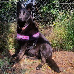 Adopt a dog:Winter/German Shepherd Dog/Female/6 Years 10 Months,Hey there our names are Jett and Winter and we are a super sweet bonded pair that absolutely adore each other and can't bare to be separated, so we are hoping to find that super special human who has the room in their hear and love to give two dogs!! We would love a family that will include us in all their activities, we love to go on adventures and car rides, we are both currently on a weight lose plan so regular exercise is a must for us to keep us healthy and strong. We will need a nice secure backyard with solid fencing to explore, play and nap in while you are out or at work, with lots of sleeping spots to keep us comfy. Indoor and outdoor access would be ideal for us as we have had this previously and it would be great to be able to find a cool spot in the hotter months. We will need children that are slightly older and confident around larger dogs, we have not previously lived with kids but have had interactions with them, so kids that are a bit calmer and will take it slower with us would be best. We have both met dogs here at the shelter and are showing playful behaviours, however due to the amount of change we have been through we would be best to be the only 2 dogs in the home for now while we adjust. Requirements: -Must meet all family  –  No children under 12 -Must be rehomed with Winter  –  Solid fencing -Indoor/outdoor access If you think we could be the pair for you, please head into the shelter today we can hardly wait to find out very own home. Love and kisses, Jett & Winter