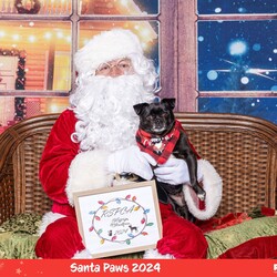 Butter/Pug / Jack Russell Terrier (Smooth)/Female/3 Years 2 Months,Hi there, I'm Butter, a sweet little Pug/Jack Russell terrier who's as lovable and cute as my name suggests. I'm a female pupper, about 3 years old, and I'm looking for a caring home with someone who works average hours. Although I have no history of issues with children or other animals, I would love to be the only dog in the household – that way, I get all the belly rubs! I'm a bit of a diva, you see. I need a household without other dogs and I promise to fill your life with love and joy in return. I'm still learning about the world around me, so I would love for my new family to continue my training. I enjoy my daily opportunities to learn about life, and I promise to be a fast learner! My vets have plans to do further surgeries and this is already booked in at RSPCA Veterinary Hospital in Yagoona. I would love the chance to settle into my new home first and allow for a smoother recovery. It is recommended that you are located in the Sydney/Illawarra/Central Coast as you will need to travel to Yagoona for further vet appointments. I can't wait to meet you and start our life together. Let's make some beautiful memories.
