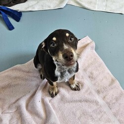 Adopt a dog:Pumba/Australian Kelpie/Male/3 Months,Hello there! I'm Pumba, a young, energetic Australian Kelpie pup. At just three months old, I'm full of life and ready to find my forever home. I'm a high-energy guy who needs an adult-only home with someone who's not gone all day. You see, my breed is used to working, and I've got lots of energy to burn! I'm looking for an experienced dog owner who knows how to handle my breed's energy and intelligence. Training might be a bit of a challenge, but I promise I'm worth it! My ideal home is a single dog household, where I can soak up all the love and attention. I don't have any known issues with other animals, but I do best as the only dog. If you're familiar with my breed and are looking for a loyal, energetic companion, I might just be your guy! I can't wait to find my forever home and start our adventures together. Will you be my new best friend? Requirements: **If you are interested is giving this wonderful pet a home please visit our website and complete an expression of interest 